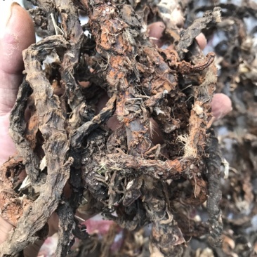 石菖蒲通货足干