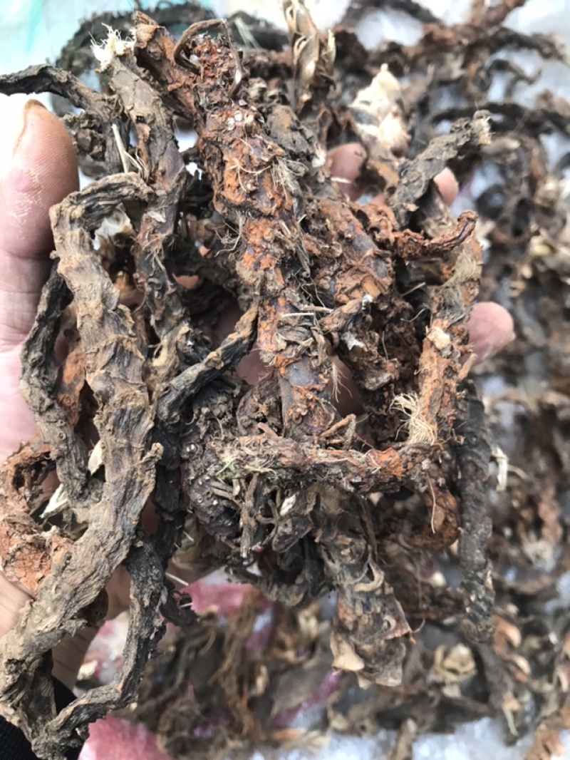 石菖蒲通货足干