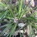 石菖蒲通货足干