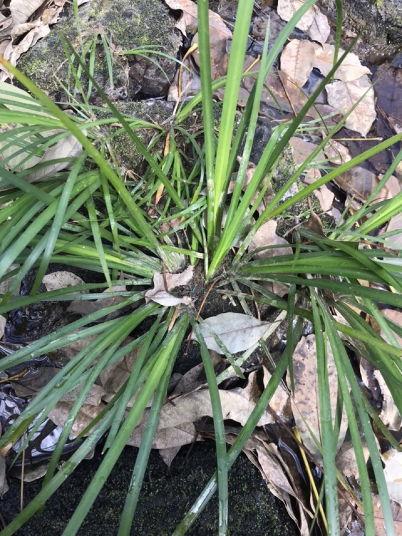 石菖蒲通货足干