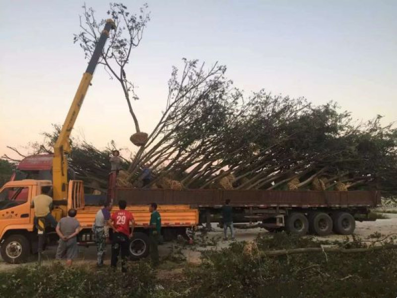 朴树基地大量现货销售中树形优美生长旺盛常年批发供应朴树价