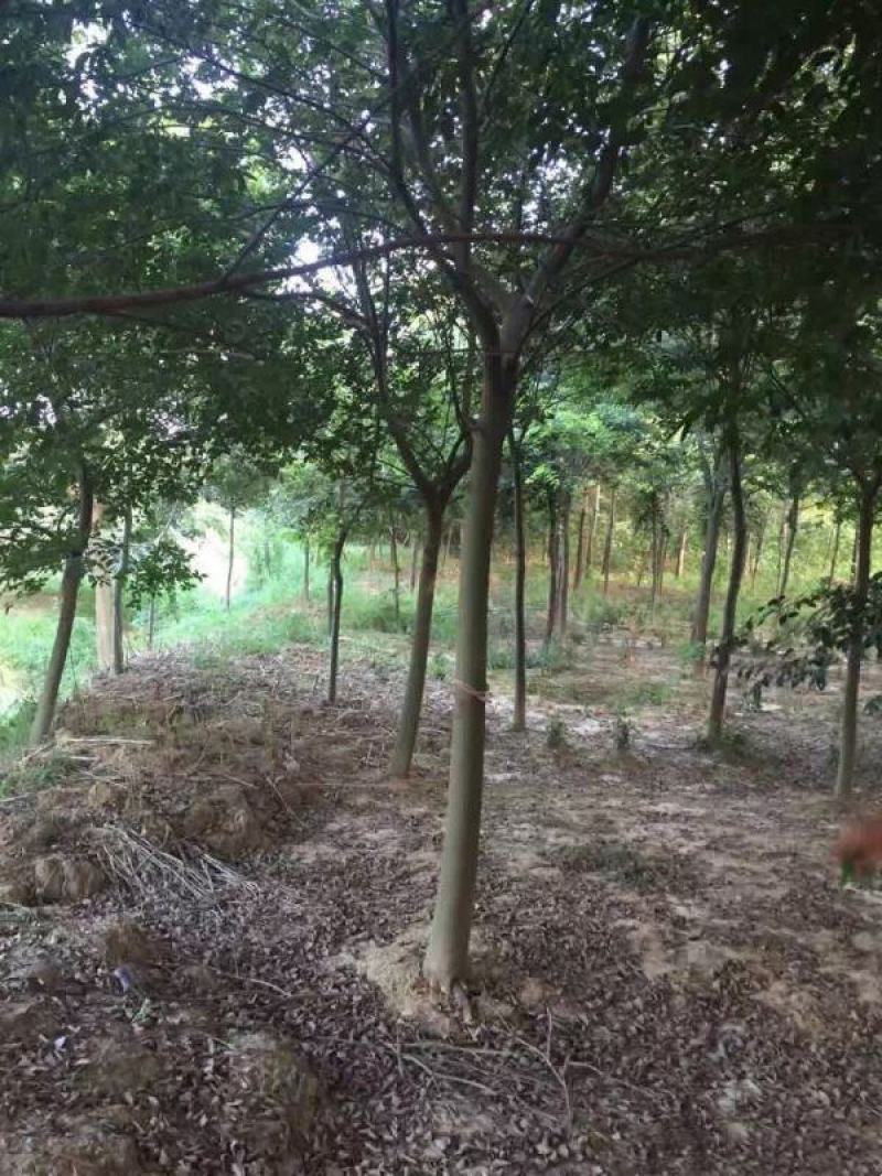 朴树基地大量现货销售中树形优美生长旺盛常年批发供应朴树价