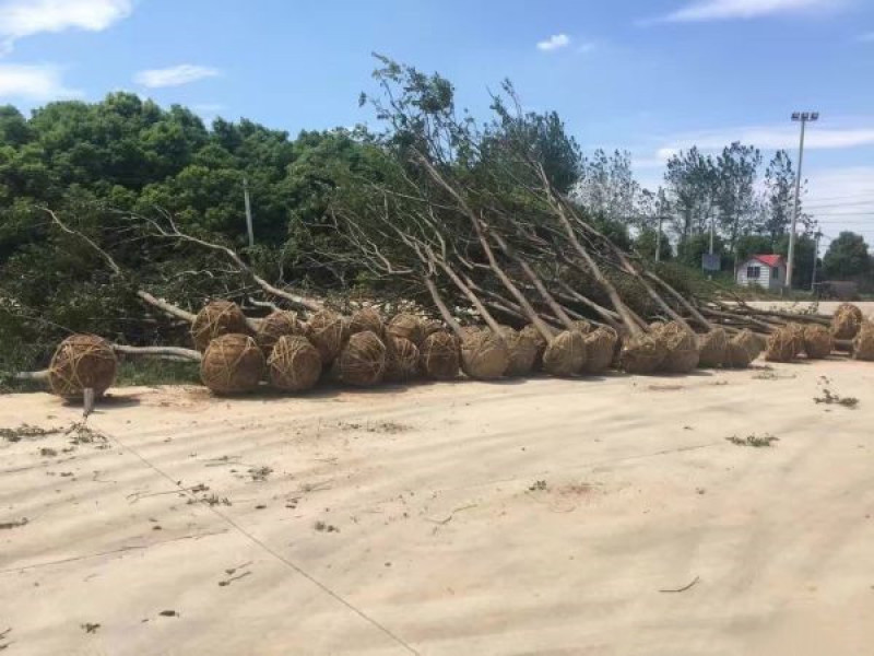 朴树基地大量现货销售中树形优美生长旺盛常年批发供应朴树价