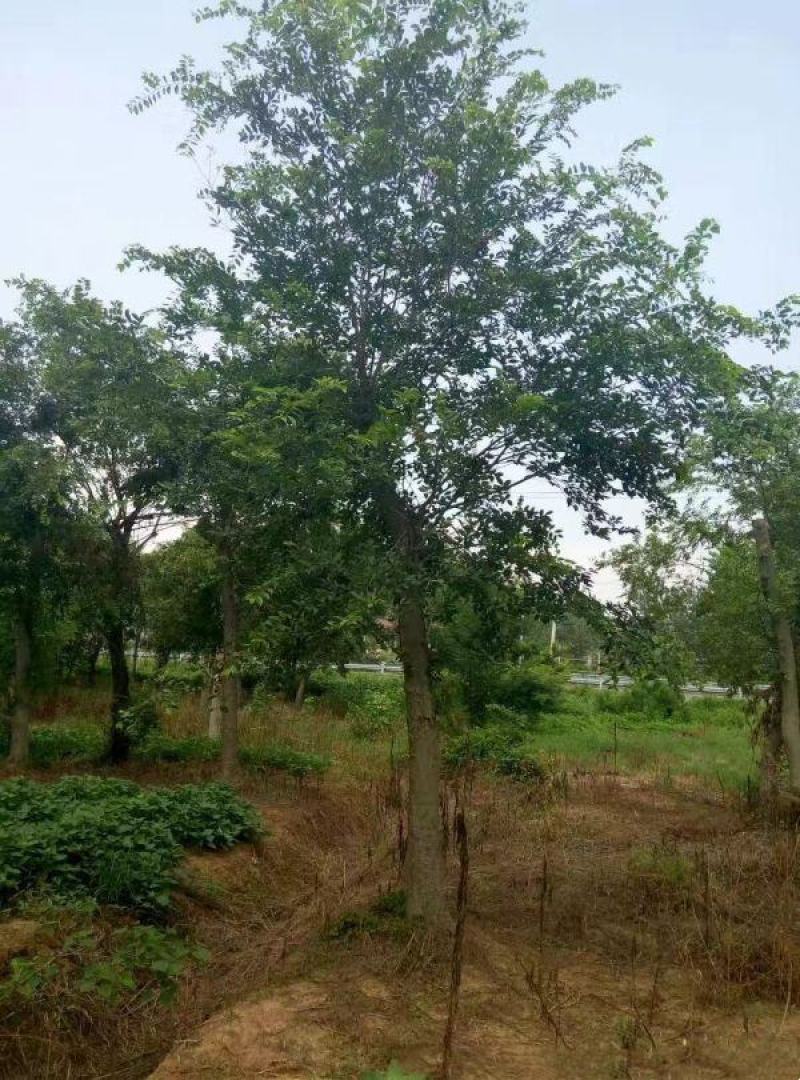 朴树基地大量现货销售中树形优美生长旺盛常年批发供应朴树价