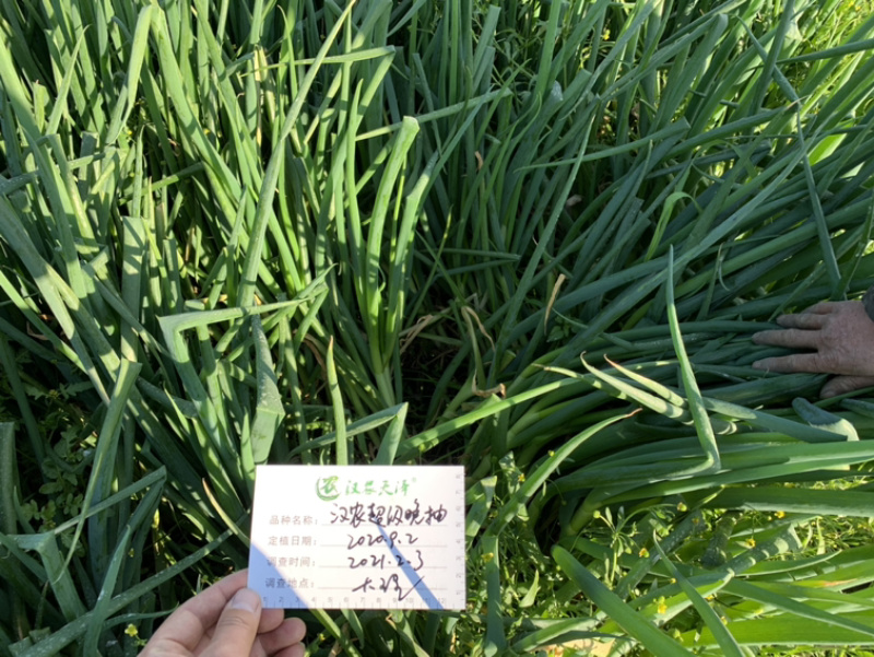 汉农**晚抽大葱（日本进口）耐抽苔性好，产量高，葱杆紧实