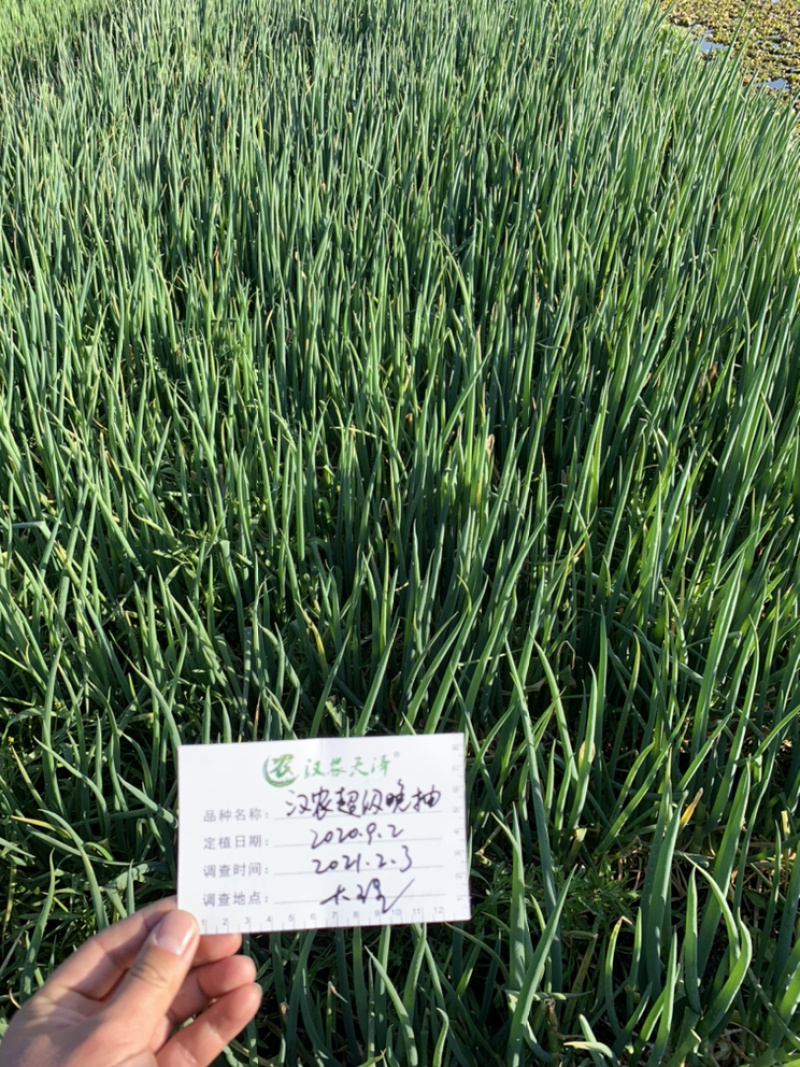 汉农**晚抽大葱（日本进口）耐抽苔性好，产量高，葱杆紧实