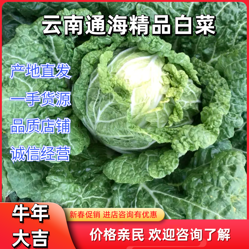 【荐】白菜云南白菜云南通海50白菜大量现货供应产地直发