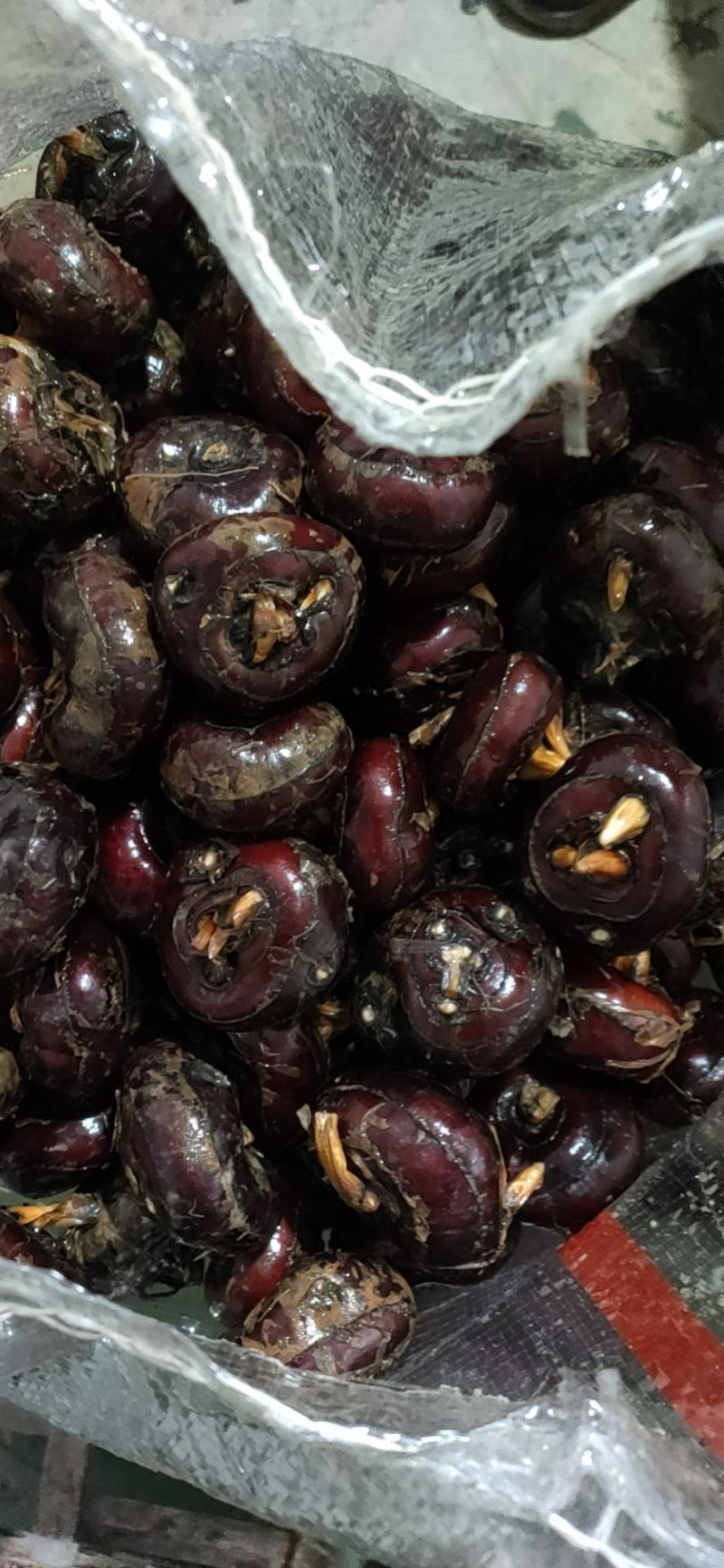 新鲜马蹄
