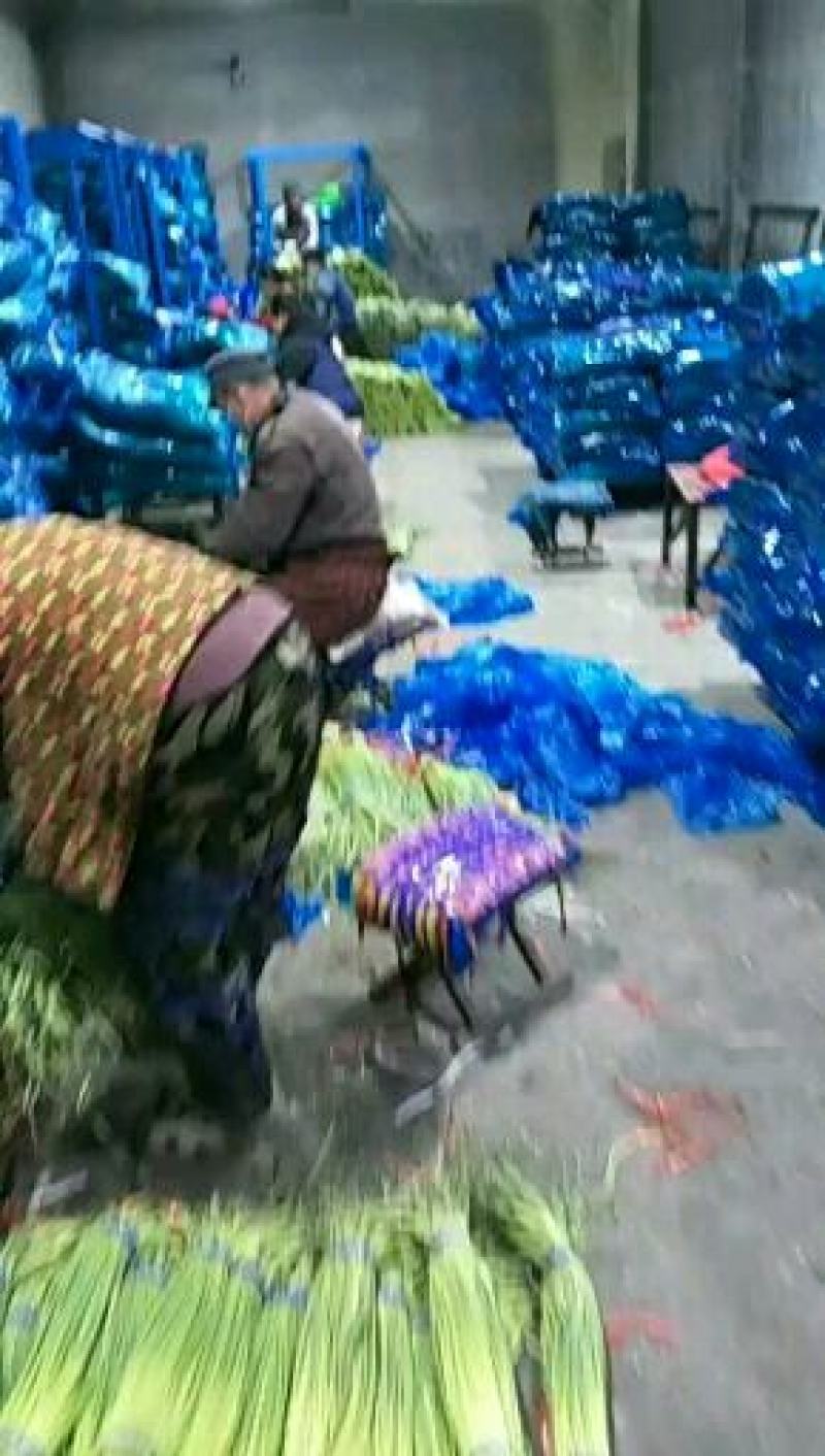 专业储存蒜薹冷库出租~冷库预定中代购~代存~代发各地市场