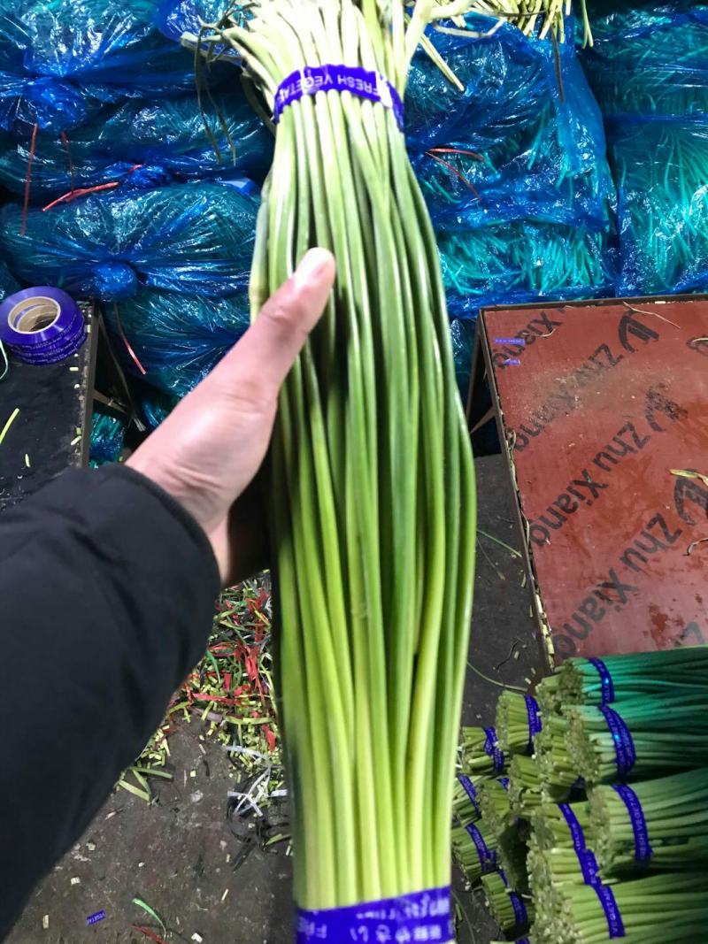 专业储存蒜薹冷库出租~冷库预定中代购~代存~代发各地市场