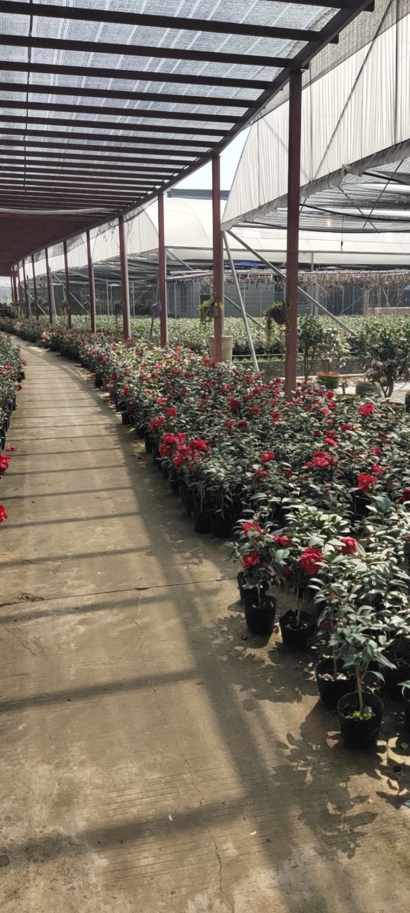 佛山市南海区云木茶花园
