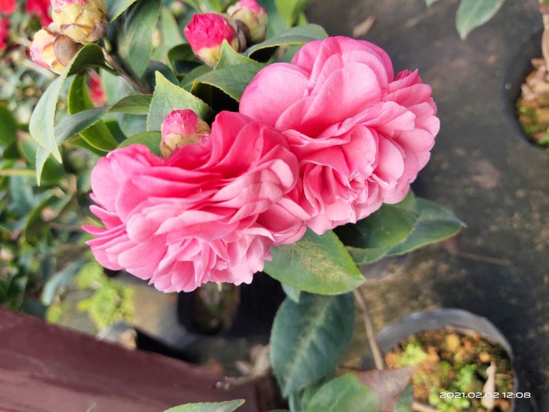 佛山市南海区云木茶花园