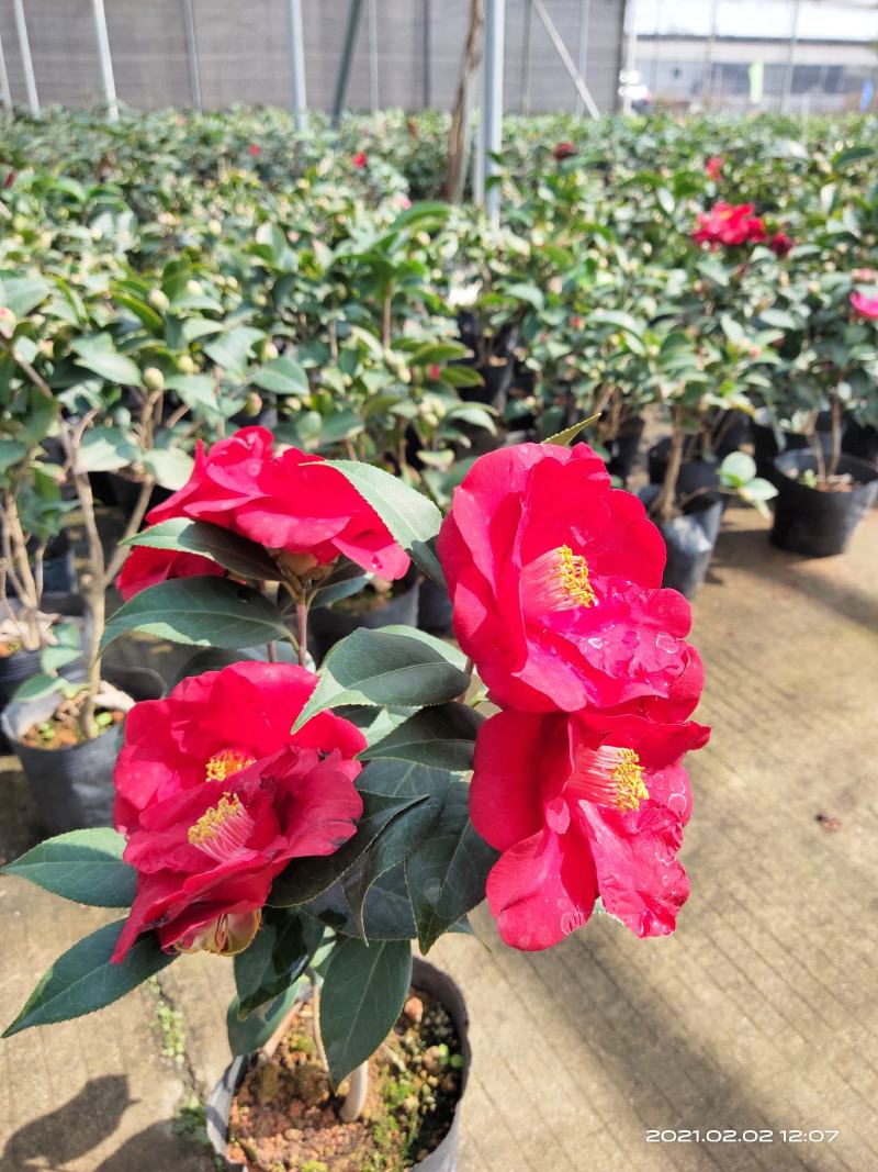 佛山市南海区云木茶花园