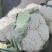 精品各种蔬菜，四季有货