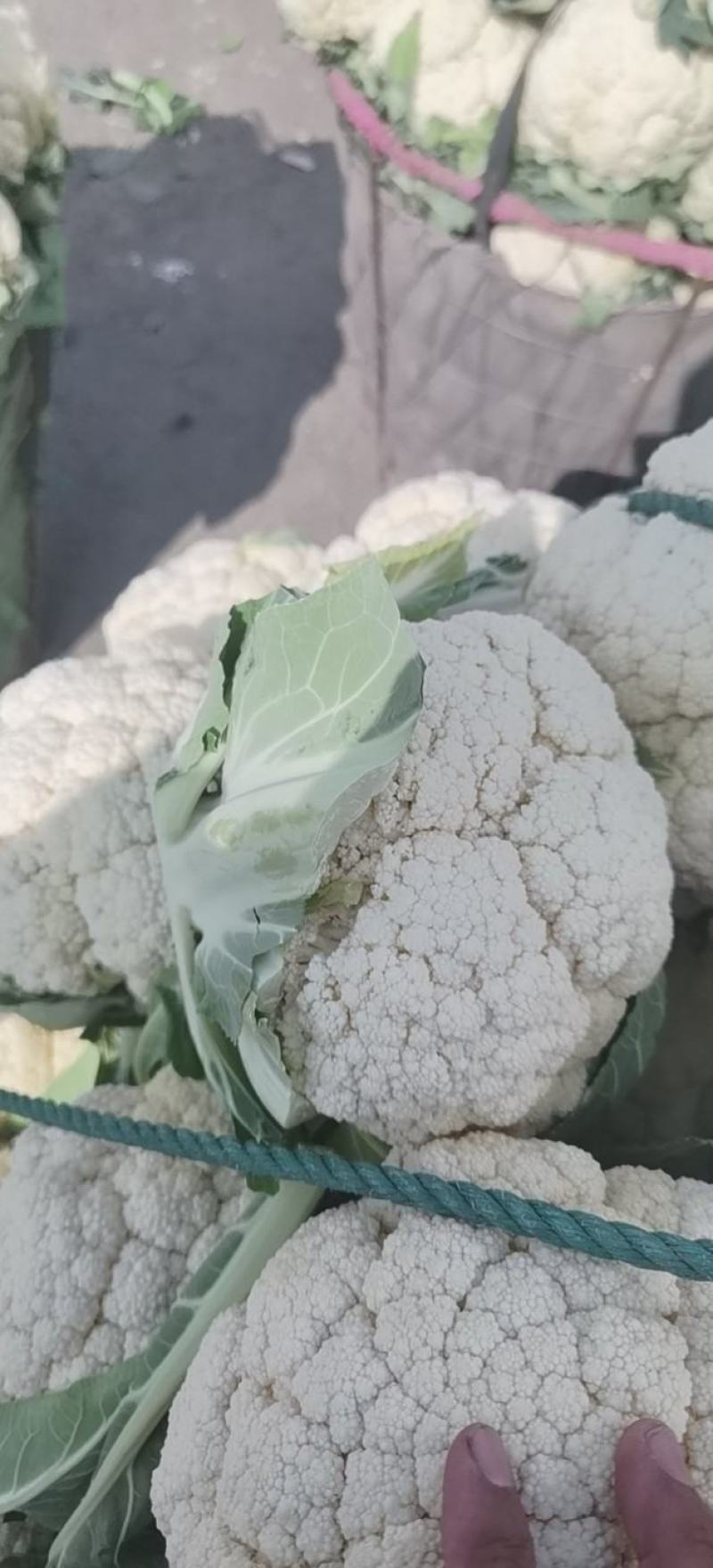 精品各种蔬菜，四季有货