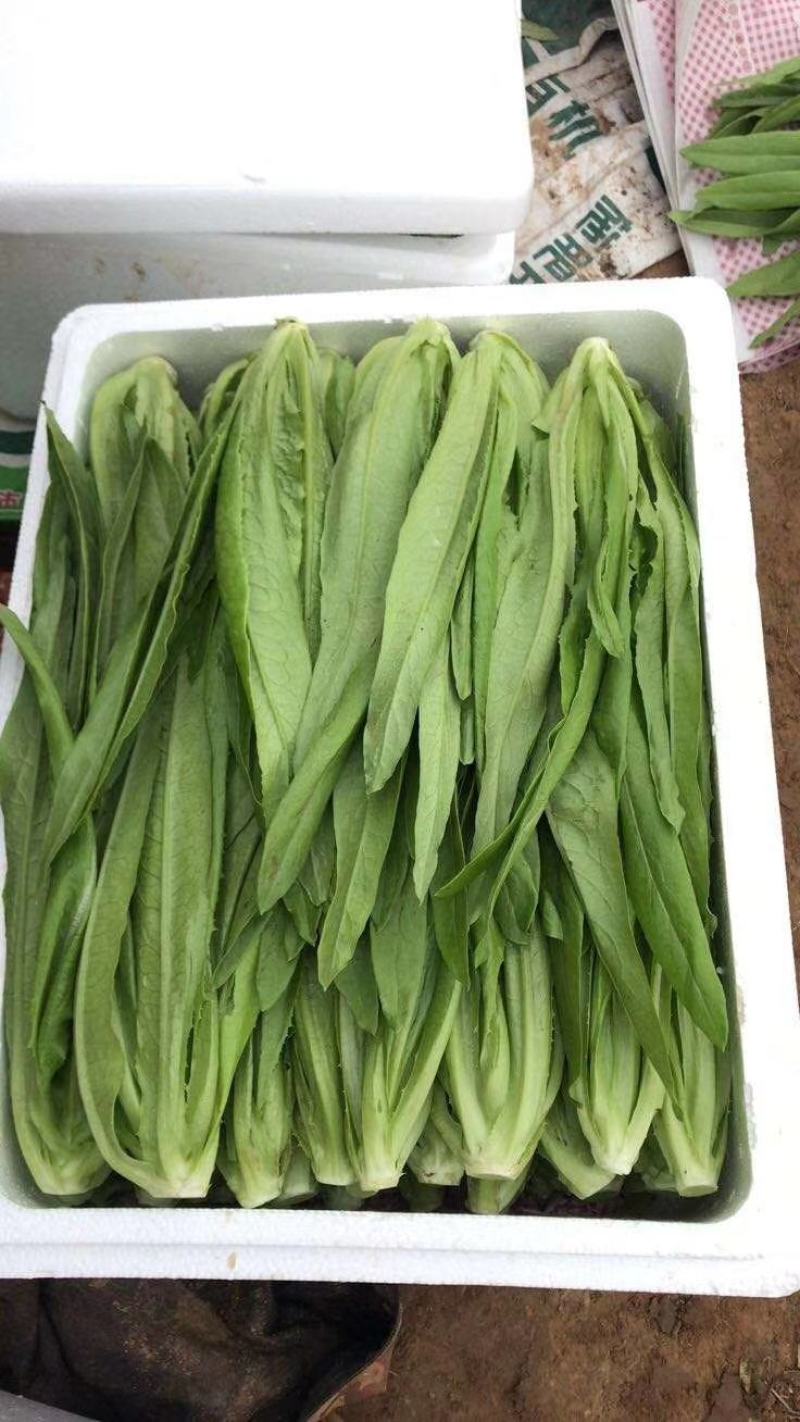 精品各种蔬菜，四季有货
