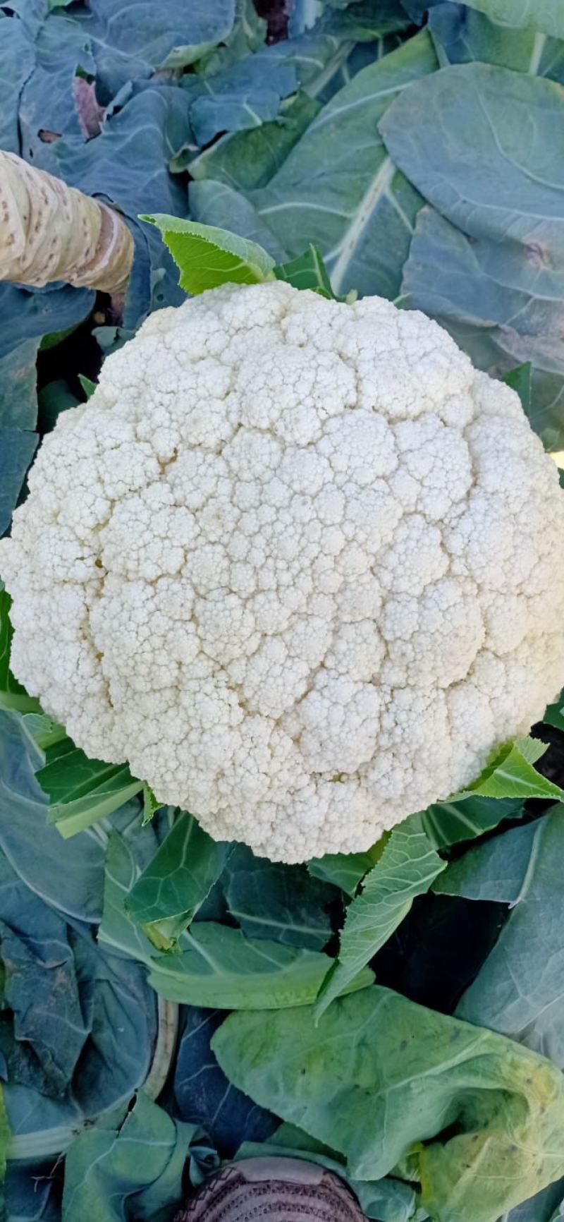 精品各种蔬菜，四季有货