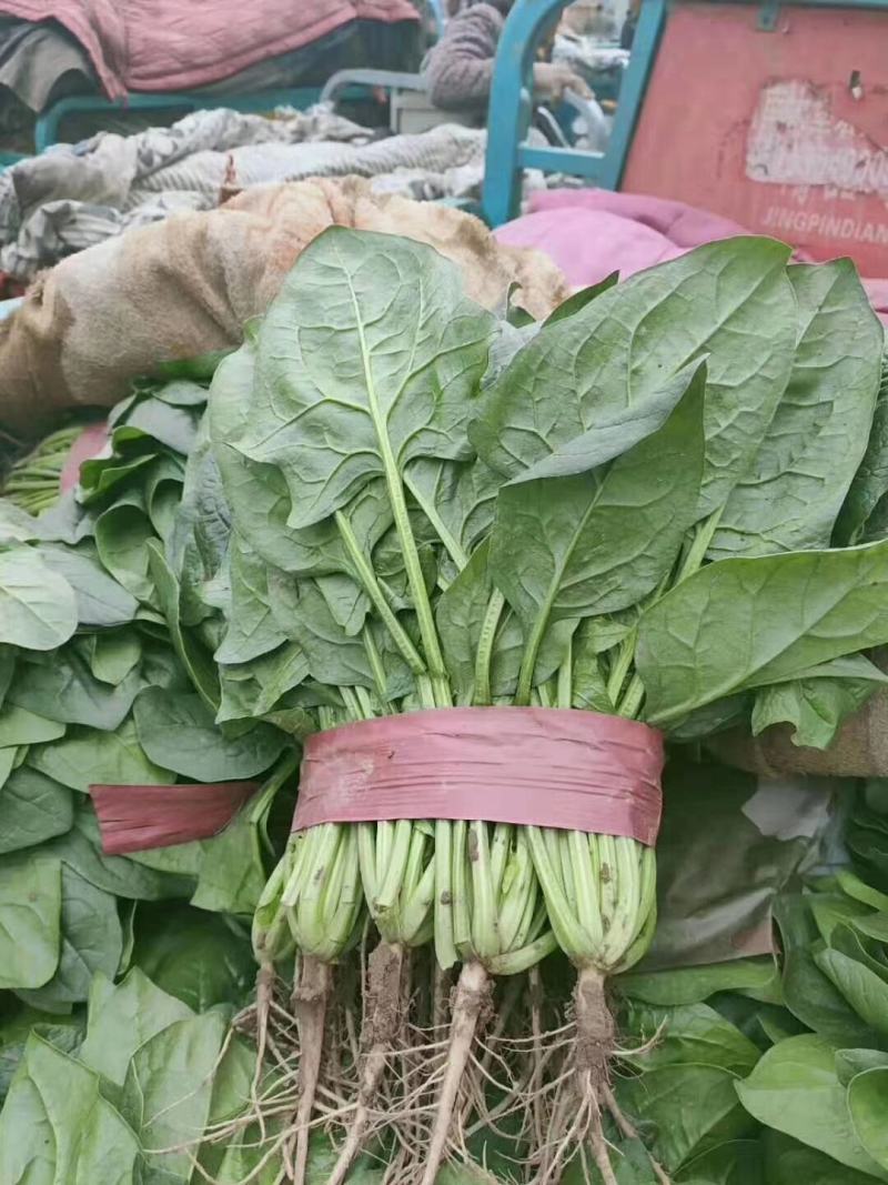精品各种蔬菜，四季有货