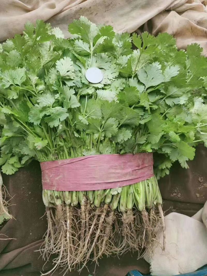 精品各种蔬菜，四季有货