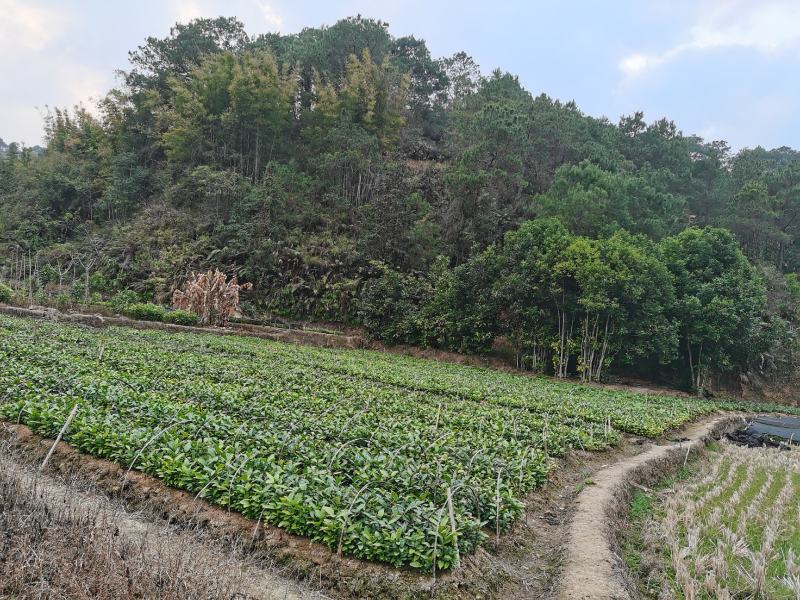 肉桂苗（广西平南玉桂苗桂皮苗欢迎老板来苗地实地考察，，）