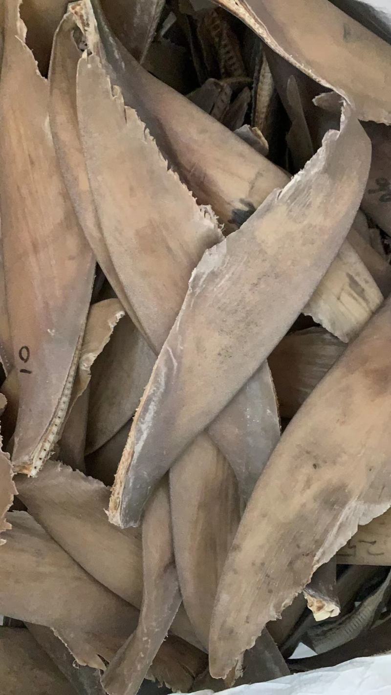 泡发率特别好又好吃的鱼翅一斤3个左右
