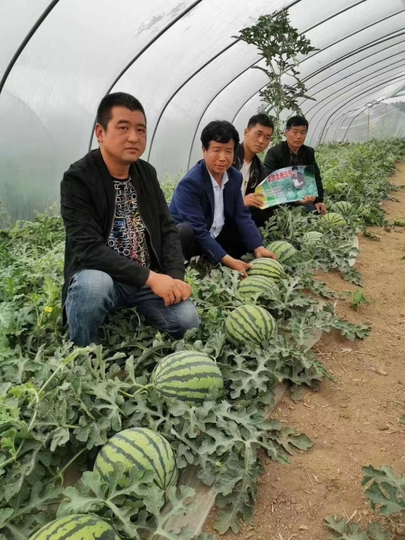 华之秀三号美都西瓜种子代替8424瓤色鲜红耐裂