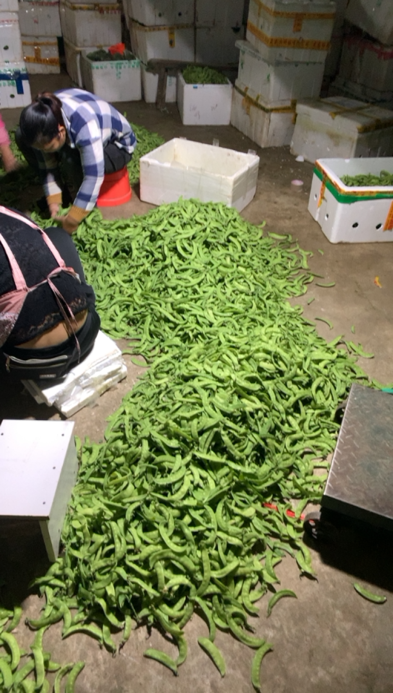 广西大量荷兰豆，试邀批发商，超市共同合作