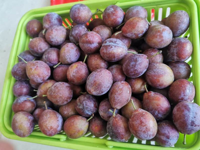 西梅苗基地直销品种纯正可签合同现要现挖提供技术