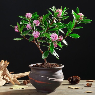 金边瑞香盆栽耐寒盆景四季易种花卉绿植带花苞长期净化空气