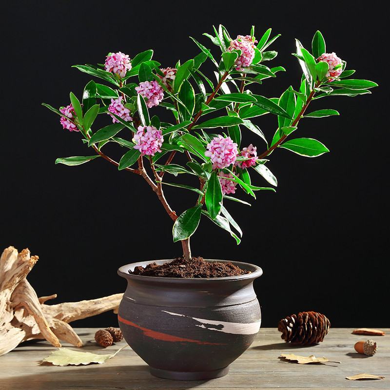 金边瑞香盆栽耐寒盆景四季易种花卉绿植带花苞长期净化空气