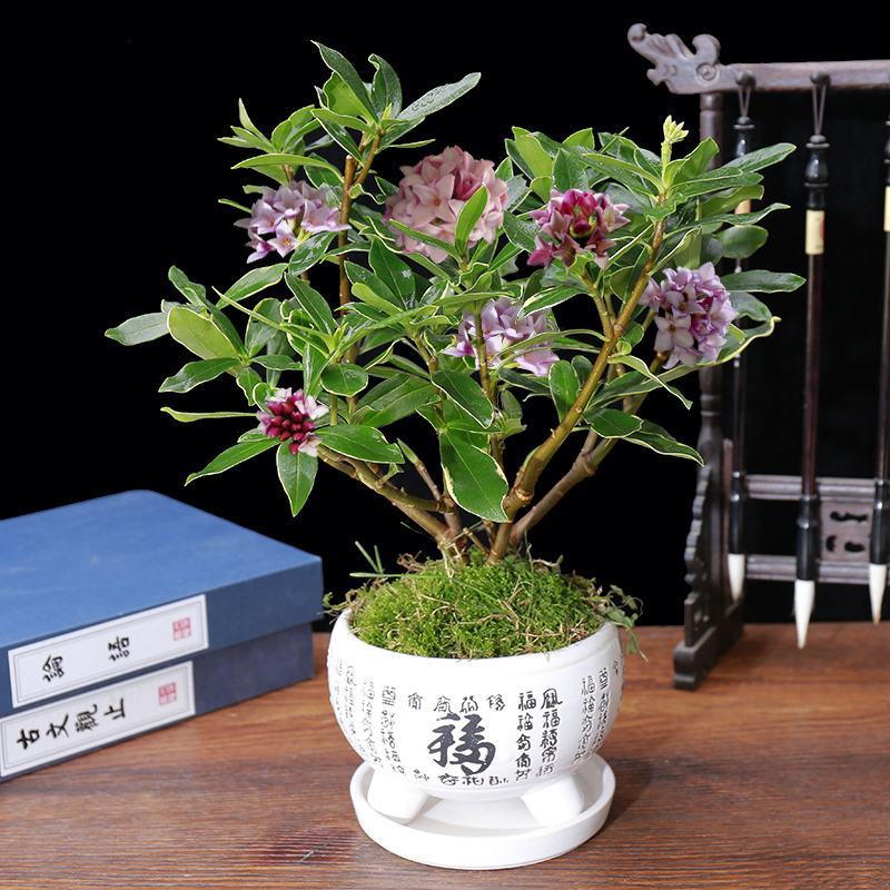 金边瑞香盆栽耐寒盆景四季易种花卉绿植带花苞长期净化空气