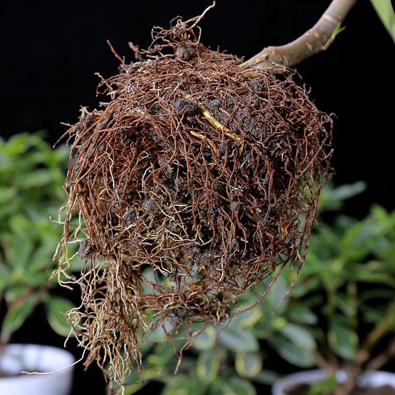 金边瑞香盆栽耐寒盆景四季易种花卉绿植带花苞长期净化空气
