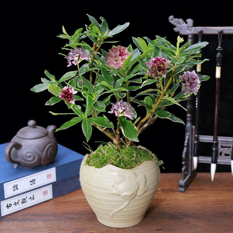 金边瑞香盆栽耐寒盆景四季易种花卉绿植带花苞长期净化空气