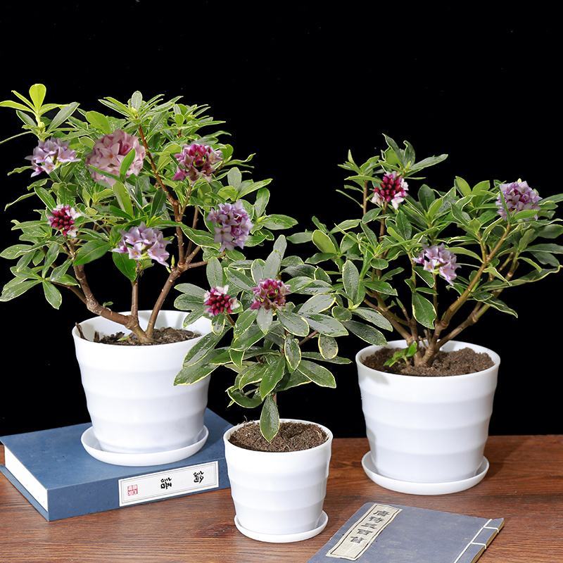 金边瑞香盆栽耐寒盆景四季易种花卉绿植带花苞长期净化空气
