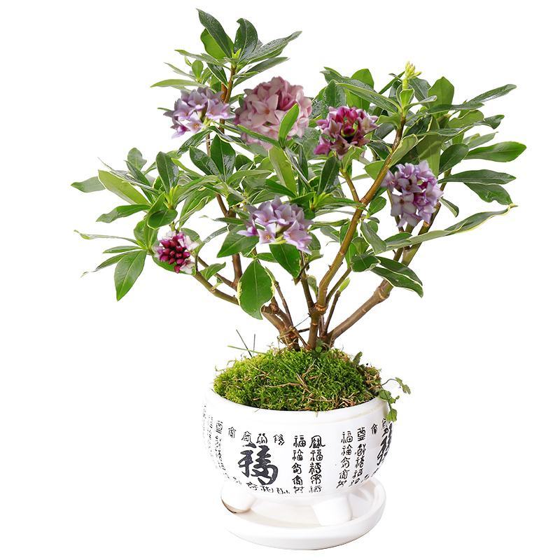金边瑞香盆栽耐寒盆景四季易种花卉绿植带花苞长期净化空气