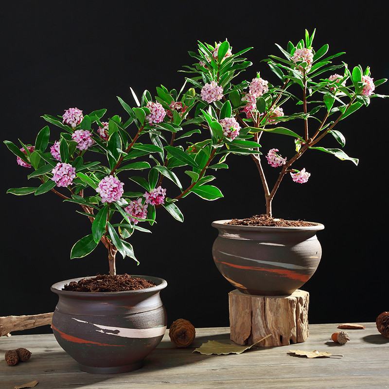 金边瑞香盆栽耐寒盆景四季易种花卉绿植带花苞长期净化空气