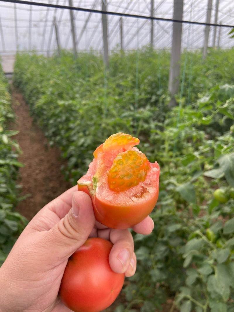 基地全年直供草莓西红柿草莓柿子水果西红柿口感番茄