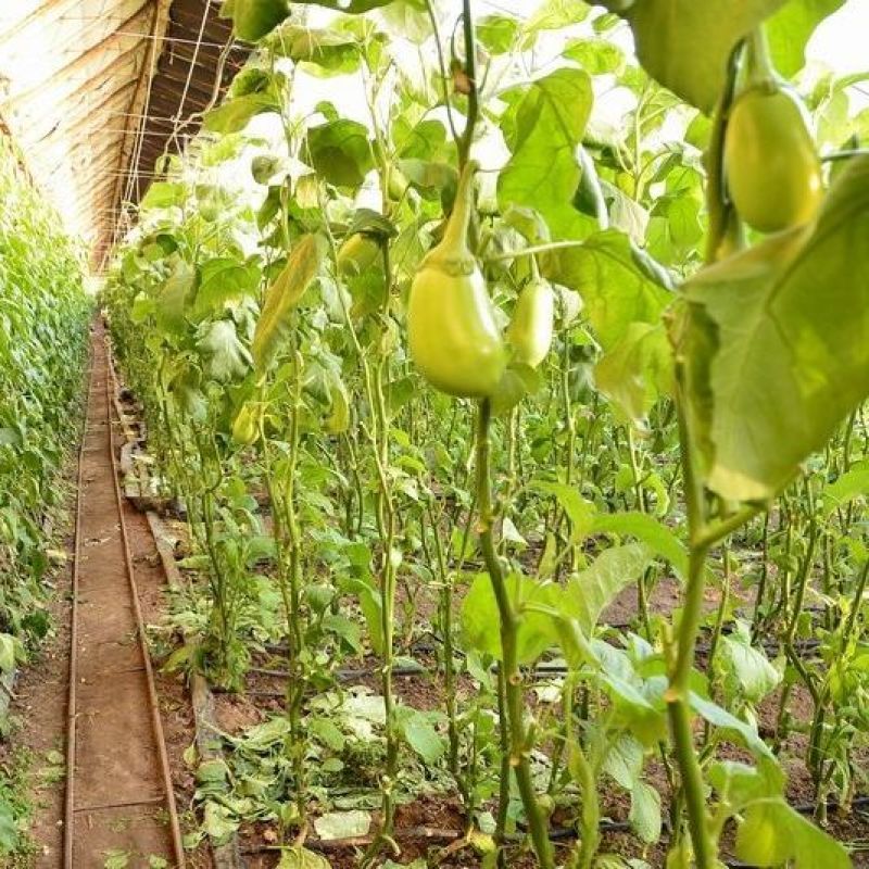 绿茄子精品绿茄子大量上市一手货源现摘现发发往全国