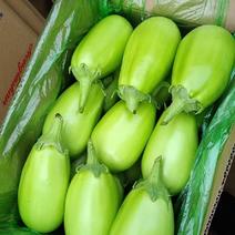 绿茄子精品绿茄子大量上市一手货源现摘现发发往全国