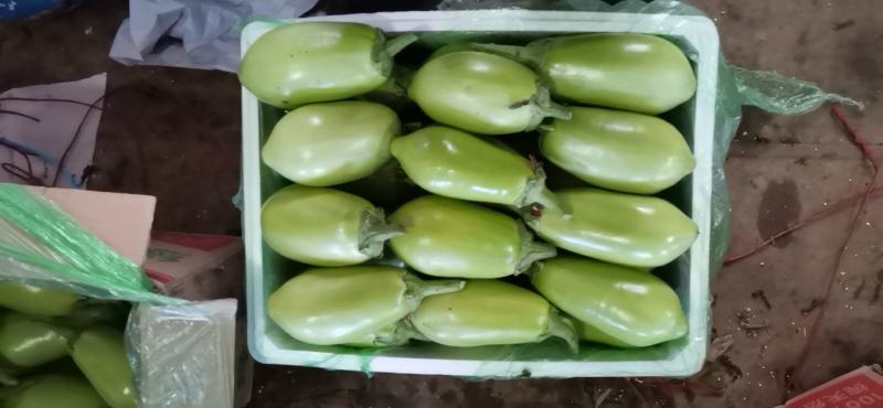 绿茄子精品绿茄子大量上市一手货源现摘现发发往全国