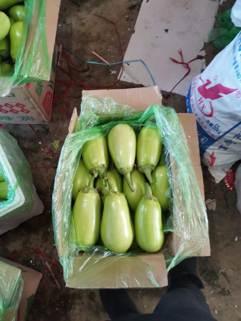 绿茄子精品绿茄子大量上市一手货源现摘现发发往全国