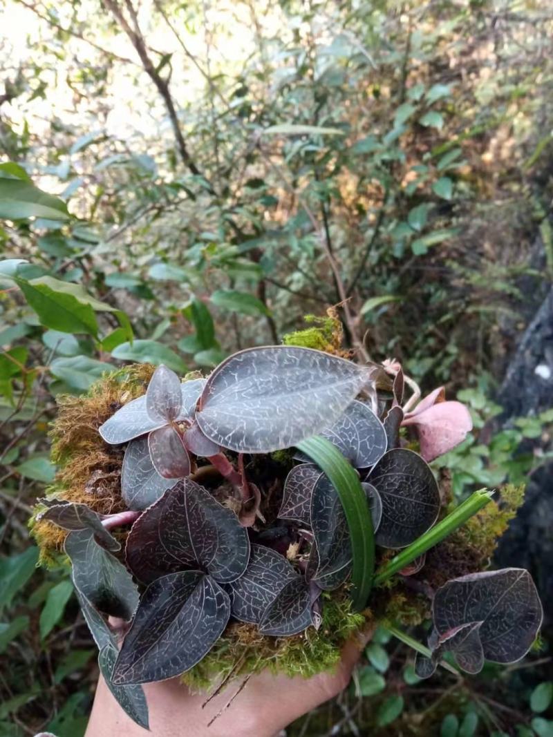 云南广西十万大山里金线莲