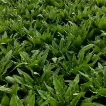 泸西县精品油麦菜便宜大甩卖0.3元一斤，要的赶快！