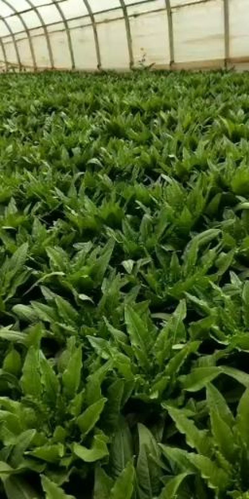 泸西县精品油麦菜便宜大甩卖0.3元一斤，要的赶快！