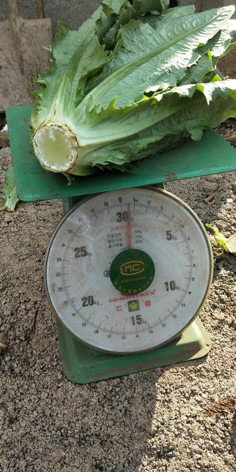 泸西县精品油麦菜便宜大甩卖0.3元一斤，要的赶快！