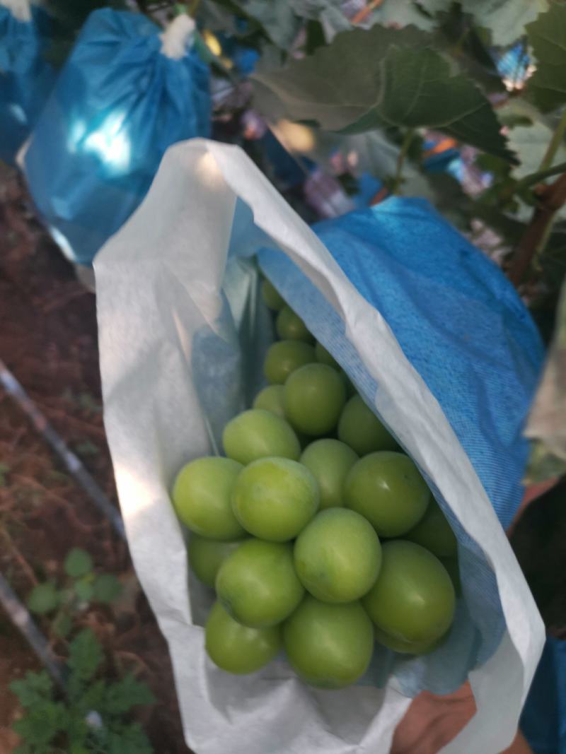 晴王葡萄云南阳光玫瑰上市了品质好价格低货源充足稳定
