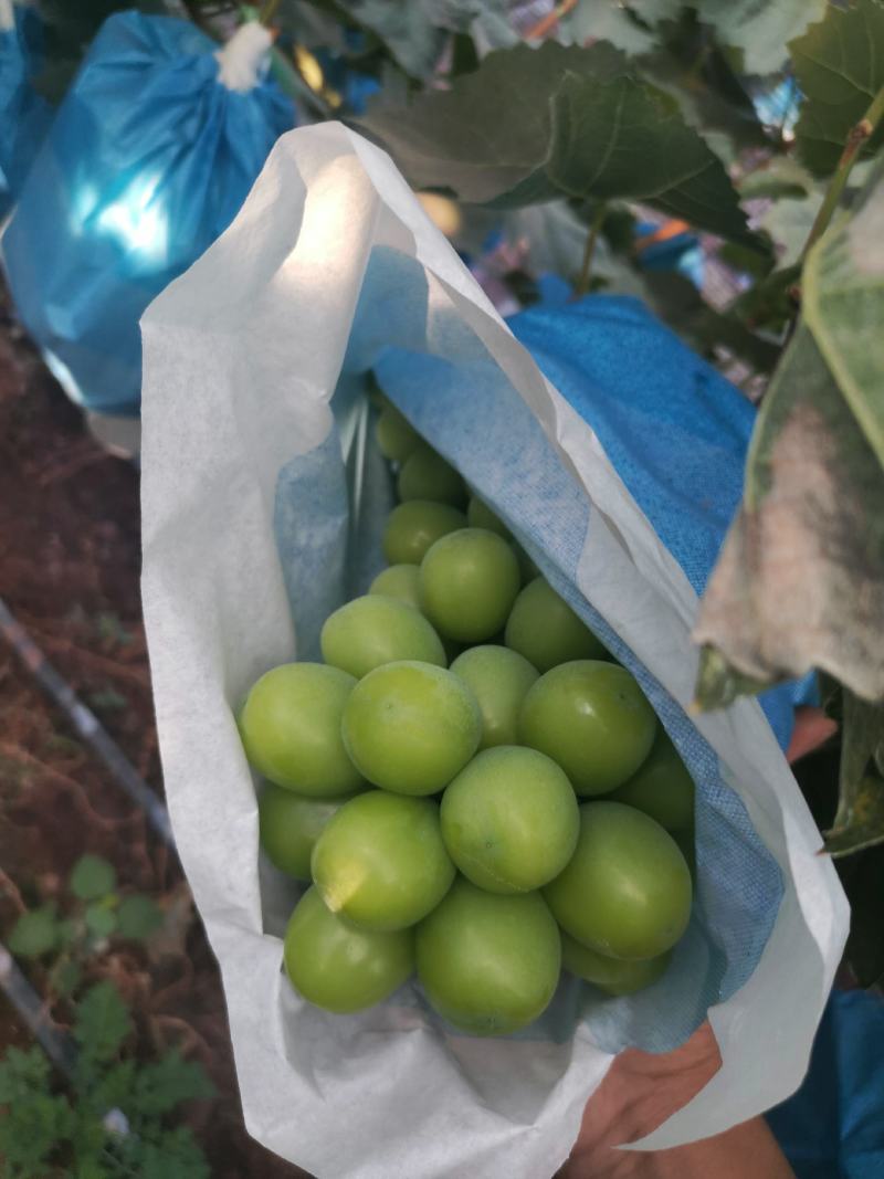 晴王葡萄云南阳光玫瑰上市了品质好价格低货源充足稳定