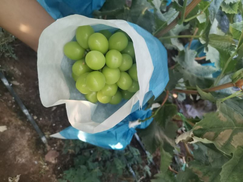 晴王葡萄云南阳光玫瑰上市了品质好价格低货源充足稳定