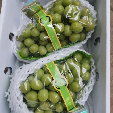 晴王葡萄云南阳光玫瑰上市了品质好价格低货源充足稳定
