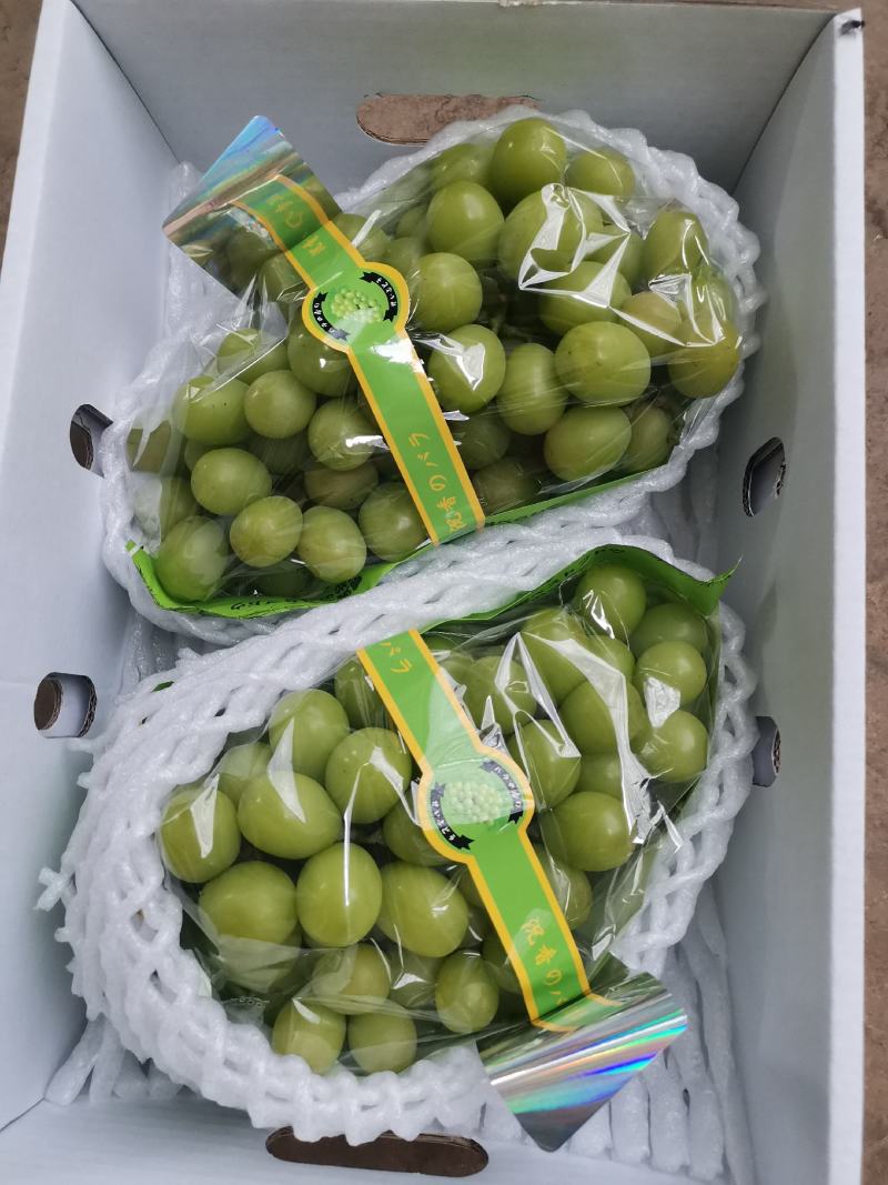 晴王葡萄云南阳光玫瑰上市了品质好价格低货源充足稳定